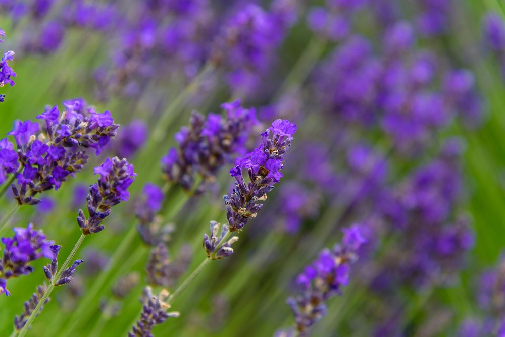 melt blog garden range lavendar