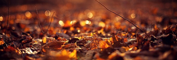 melt blog autumn scents leaves