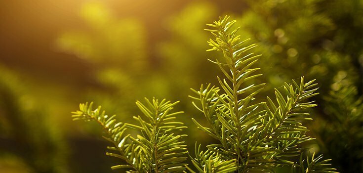melt blog natures finest pine essential oil