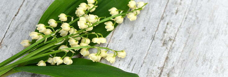 Lift your spirits with lily of the valley