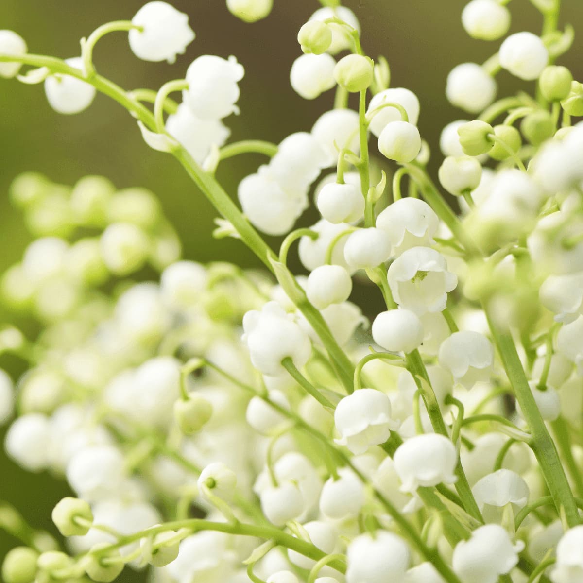 Lily of the Valley Scented Candles