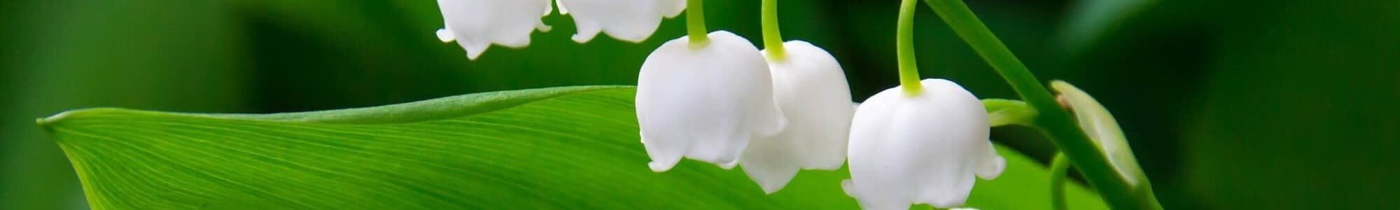 Lily Of The Valley Reed Diffuser