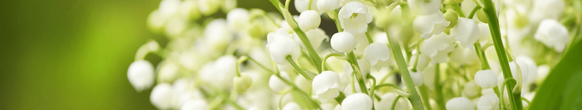 Lily Of The Valley Scented Candles
