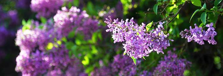 how spring scents affect your health jasmine vanilla bergamot feature image